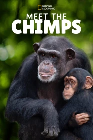 donde ver conociendo a los chimpancés