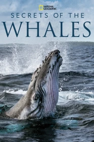 donde ver secretos de las ballenas