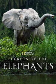 donde ver secretos de los elefantes
