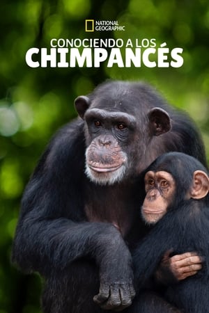 donde ver conociendo a los chimpancés
