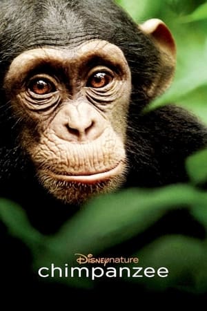 donde ver disneynature. chimpanzee