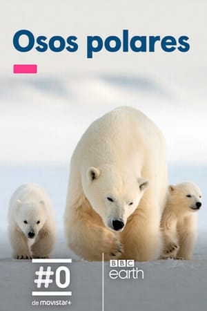 donde ver osos polares