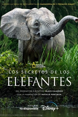 donde ver secretos de los elefantes